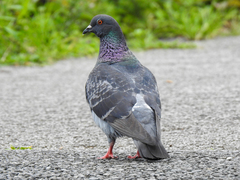 Columba livia domestica