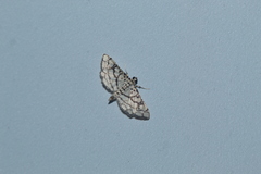 Hileithia rehamalis
