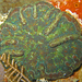 Mycetophyllia lamarckiana - Photo (c) FWC Fish and Wildlife Research Institute,  זכויות יוצרים חלקיות (CC BY-NC-ND)