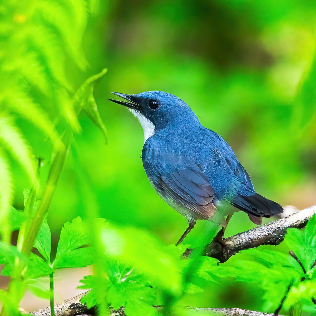 Siberian Blue Robin (Larvivora cyane)