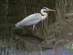 Ardea cinerea