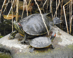 Trachemys scripta elegans