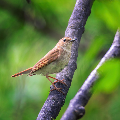 Rufous-tailed Robin (Larvivora sibilans), photo 10