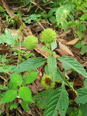 Hyptis capitata