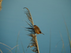 Cisticola juncidis