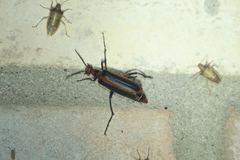 Pyrota tenuicostatis