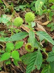 Hyptis capitata