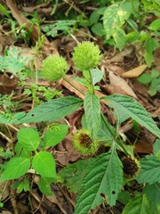 Hyptis capitata