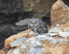 Athene noctua indigena