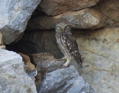 Athene noctua indigena