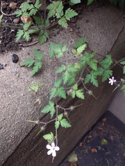 Geranium robertianum