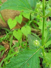 Hyptis capitata