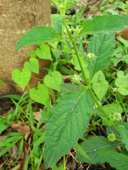 Hyptis capitata