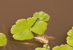 Acanthagrion lancea