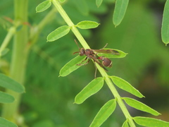 Ropalidia hongkongensis