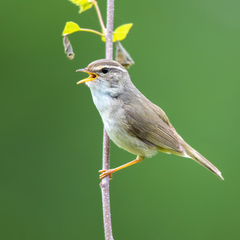 Radde's Warbler photo 2