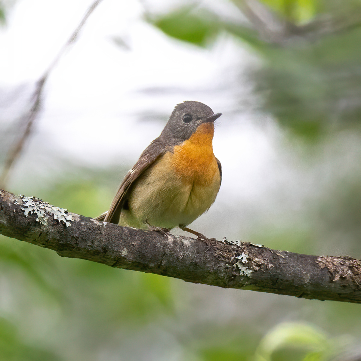 Mugimaki Flycatcher illustration