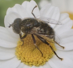 Eristalinus sepulchralis