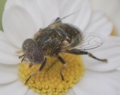 Eristalinus sepulchralis