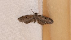 Eupithecia assimilata