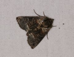 Abrostola tripartita