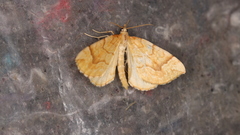 Eulithis mellinata