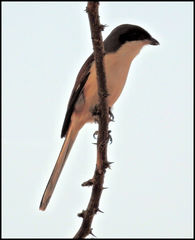 Lanius collurioides