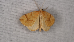 Eulithis mellinata