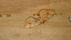 Eulithis mellinata