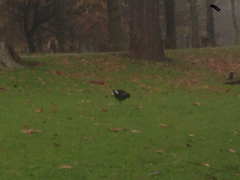 Gallinula chloropus