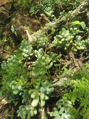 Sedum allantoides