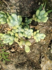 Sedum allantoides