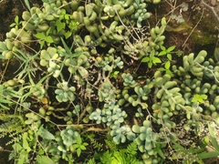 Sedum allantoides