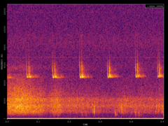Pipistrellus pipistrellus