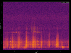 Pipistrellus pipistrellus