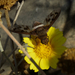 photo of (Ligyra gazophylax)