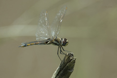 Tramea cophysa
