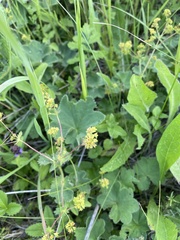 Alchemilla zimoenkensis