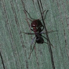 Iridomyrmex rufoniger