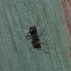 Iridomyrmex rufoniger