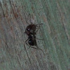 Iridomyrmex rufoniger