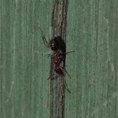 Iridomyrmex rufoniger