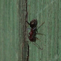 Iridomyrmex rufoniger