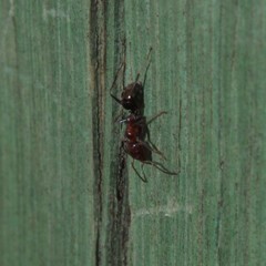 Iridomyrmex rufoniger
