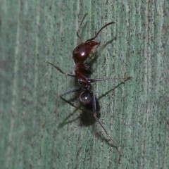 Iridomyrmex rufoniger