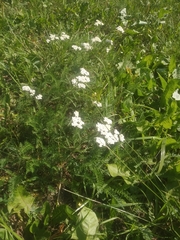 Achillea millefolium