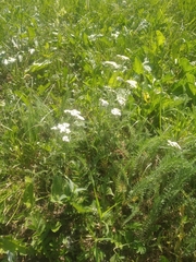 Achillea millefolium