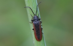 Omalisus fontisbellaquei