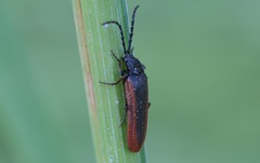 Omalisus fontisbellaquei