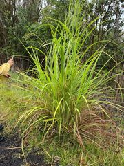 Themeda villosa